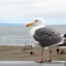 Seagull in Brookings Harbor